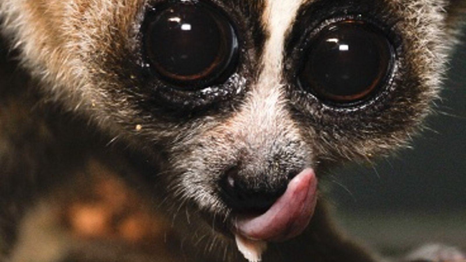 sublingua_of_a_slow_loris_001.jpg