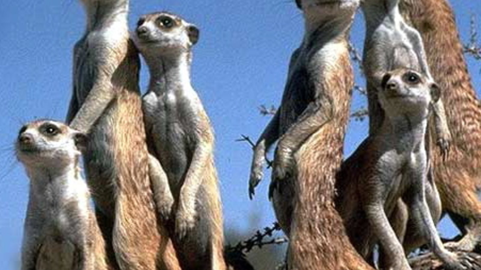 suricate_ld01.jpg