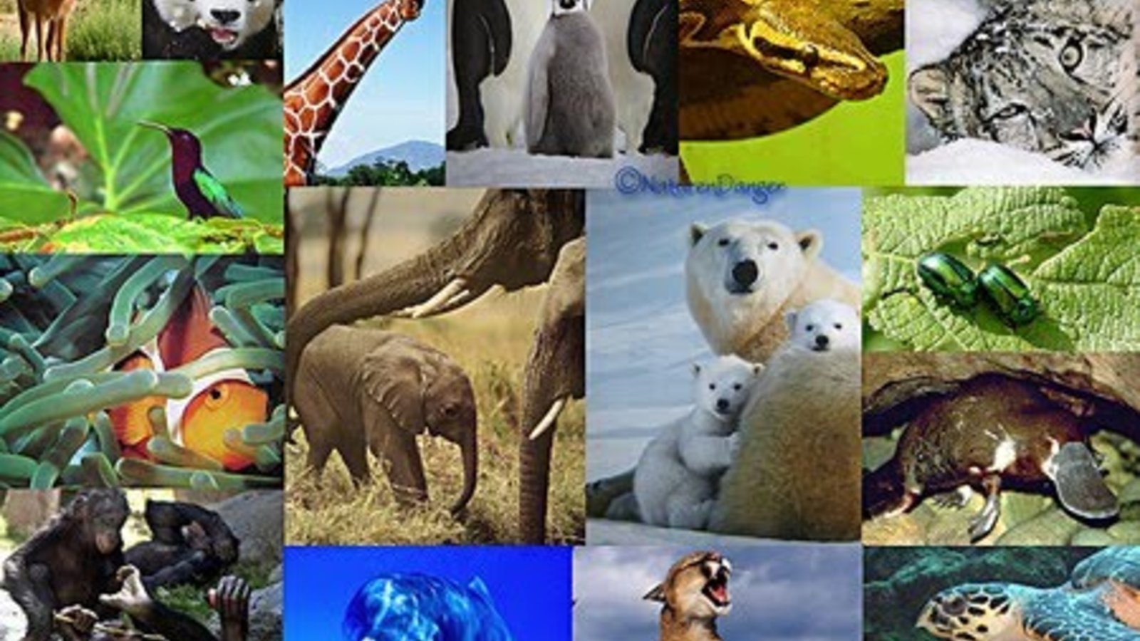 t-biodiversit_animale_copie.jpg