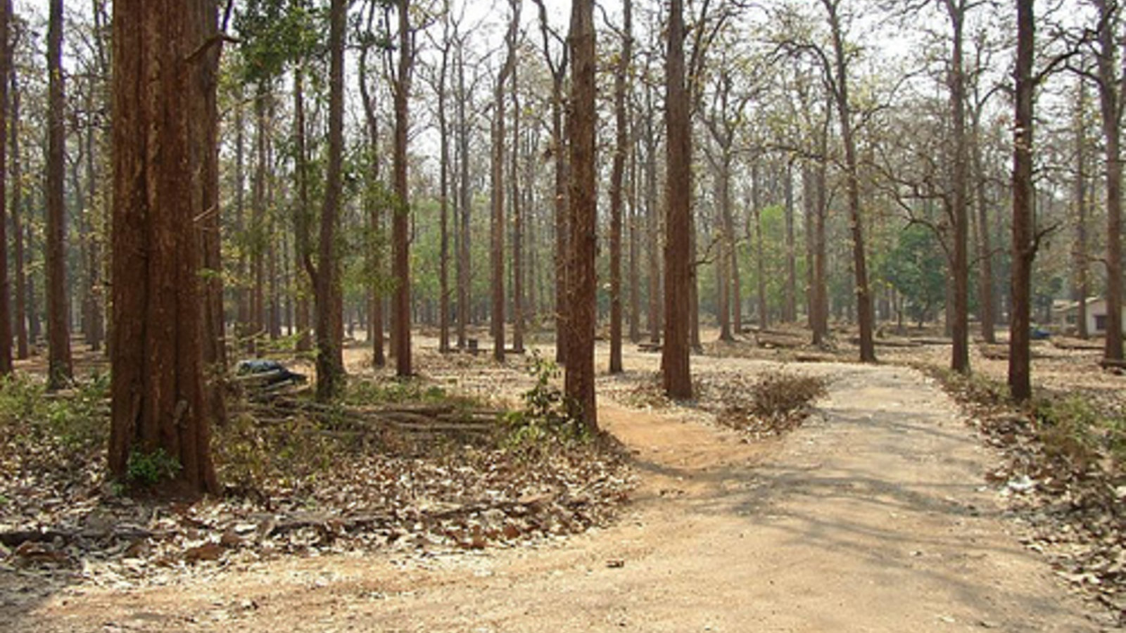 teak_dhruvarajs_wc.jpg