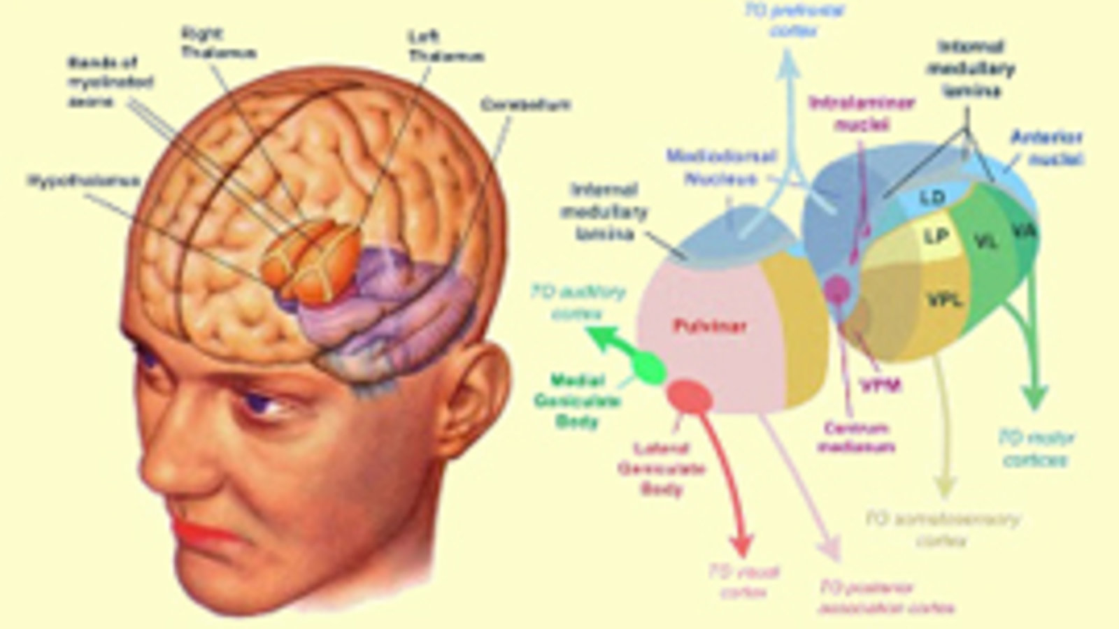 thalamus-cortex.jpg