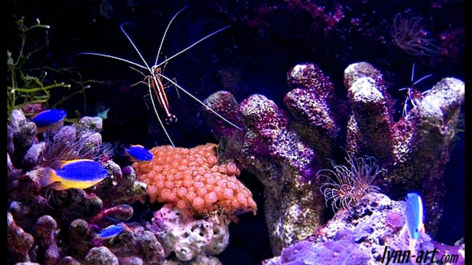 underwater.jpg