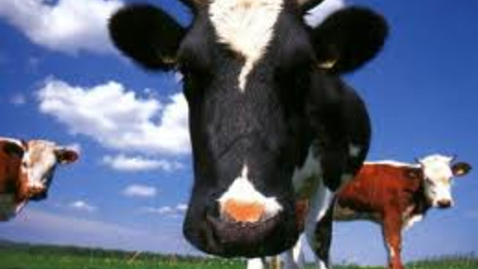 vache.jpg