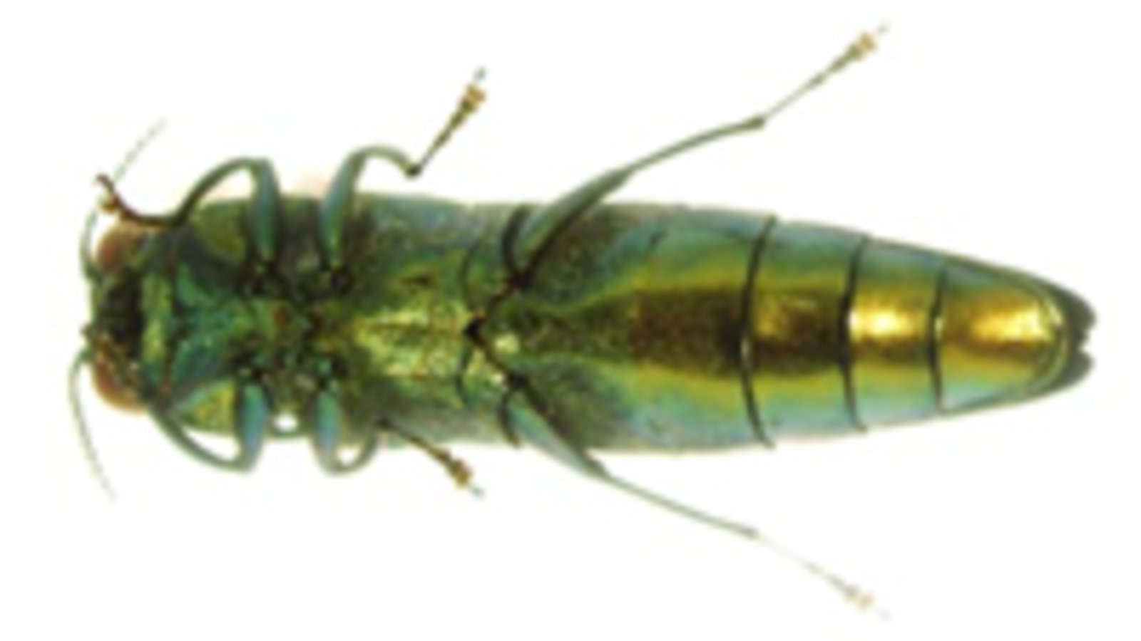 ventral_adult_eab-agrile.jpg