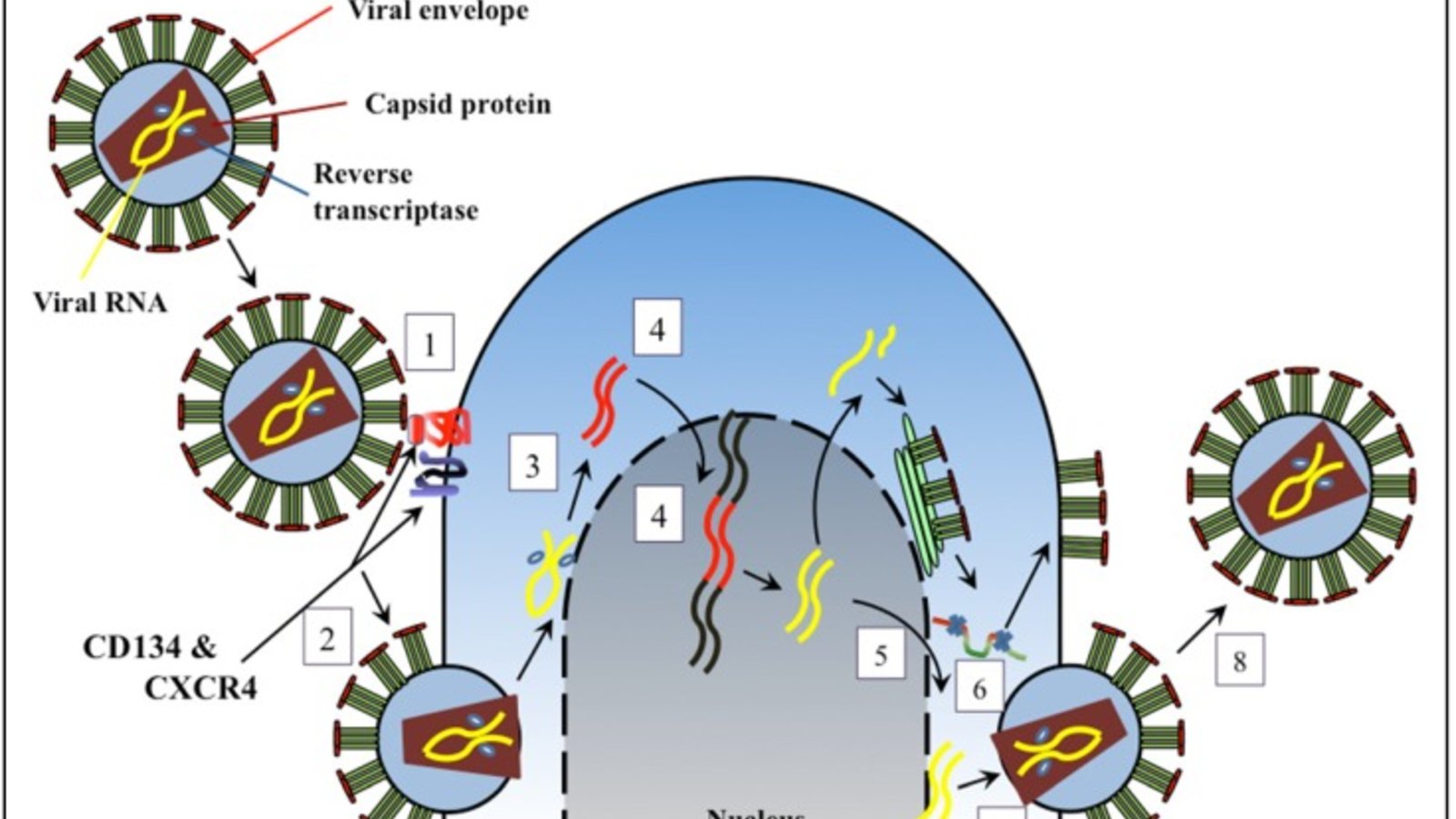 viruses-04-00708-g001.jpg