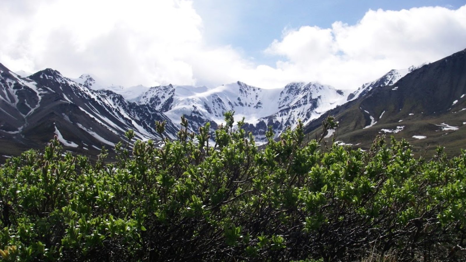 willow_shrubs_growing_near_to_their_elevational_limits_in_the_mountains_of_the_kluane_region_of_the_yukon_territory_canada_credit_isla_myers_smith.jpg