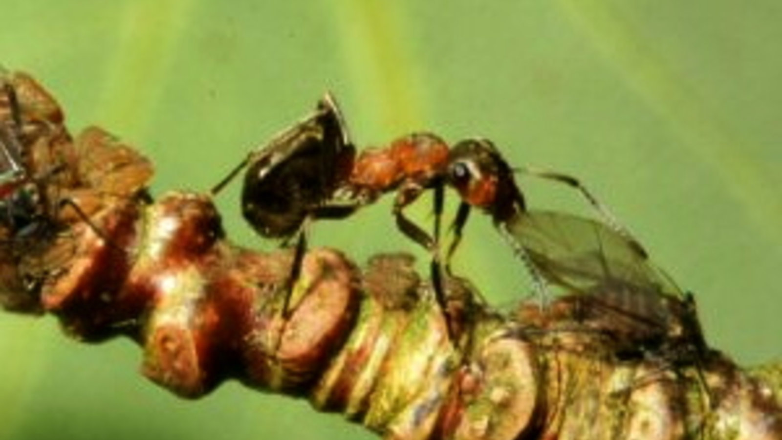 wood_ants_aphids400.jpg
