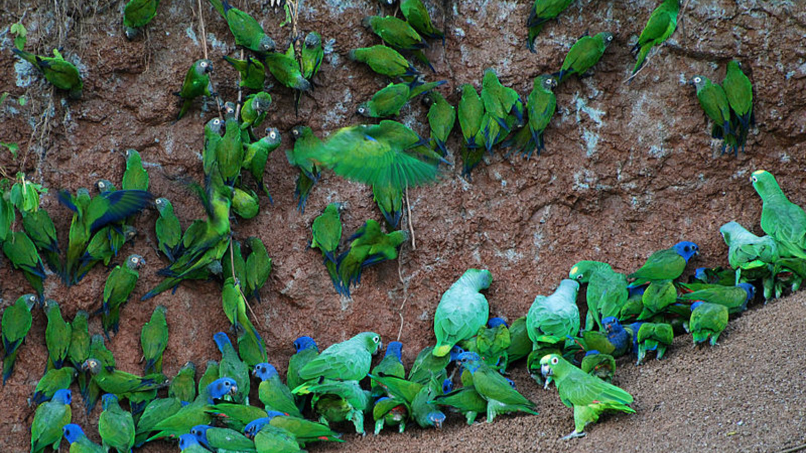 yasuni_national_park_geoff_gallice_wc.jpg