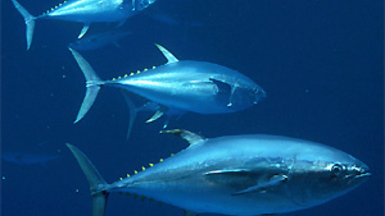 yellowfintuna.jpg