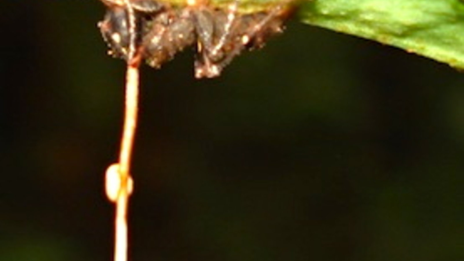 zombie-ant-fungus-parasite_1.jpg