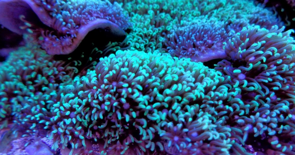 Sixth massive bleaching of the Great Barrier Reef