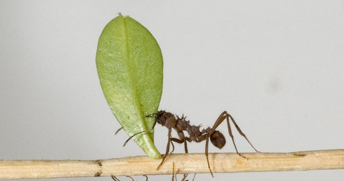 Des fourmis qui cultivent… des champignons?