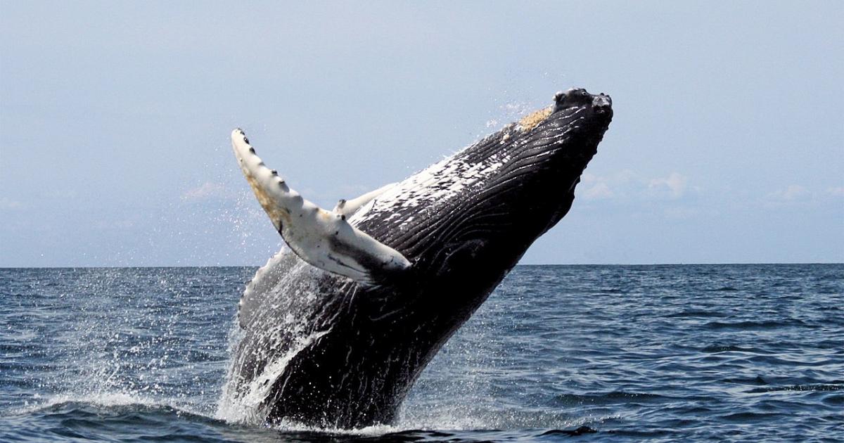 Il segreto del canto delle balene