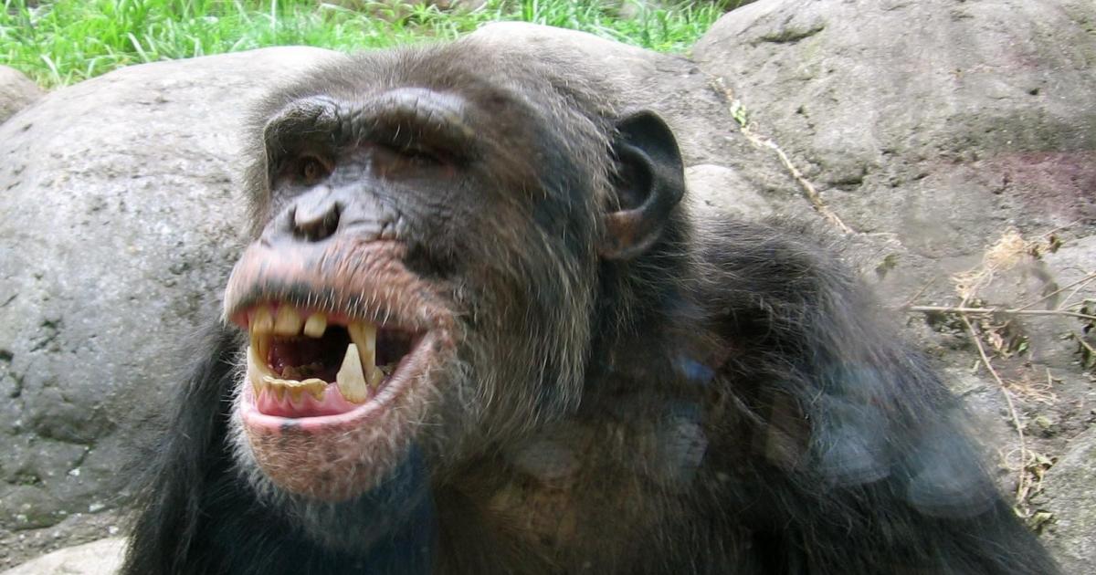 Convivencia pacífica entre chimpancés y gorilas