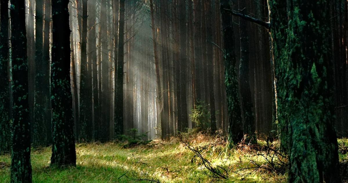 Biodiversidad: ¿deforestación o degradación?  🇧🇷  Agencia de Prensa Científica