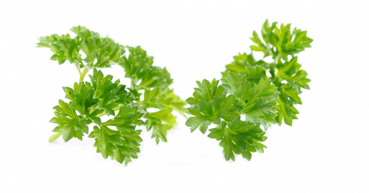 петрушка мужская