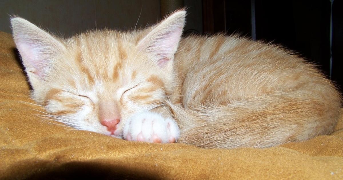Les Chats De Maison Dorment Davantage Que Les Chats De Gouttiere Ca Depend Agence Science Presse Les Chats De Maison Dorment Davantage Que Les Chats De Gouttiere Ca Depend Agence Science Presse