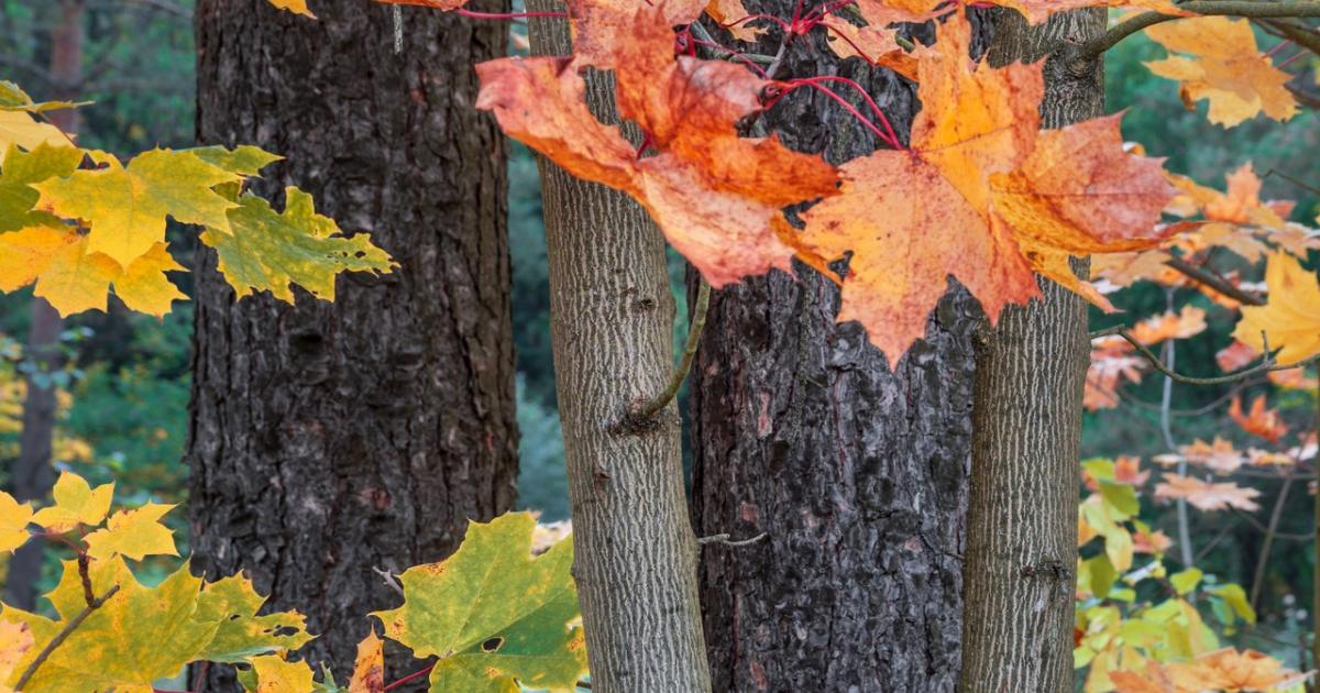 Il topo che cambia la foresta