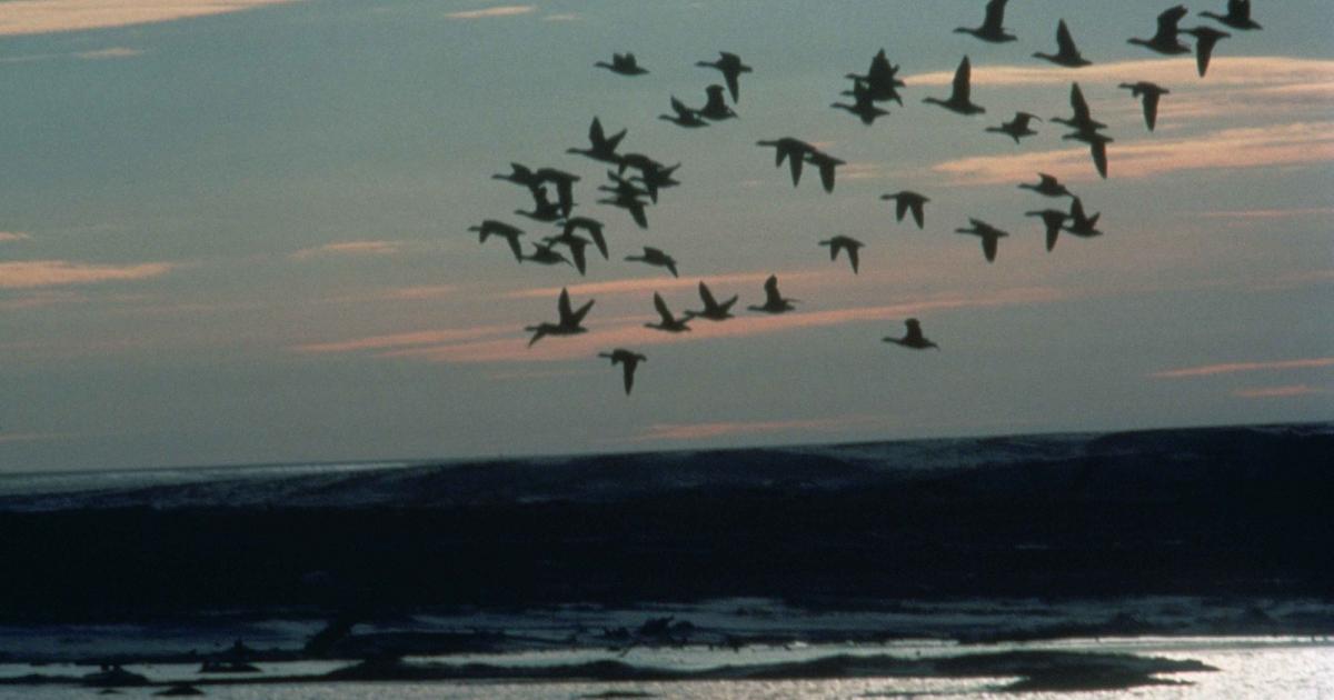 ¿Clima más cálido, pájaros más pequeños?