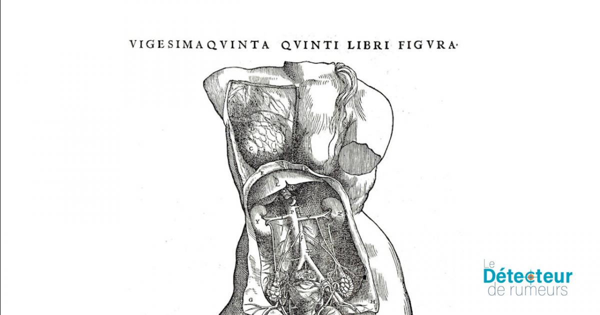 Il sessismo nei libri di anatomia?  VERO