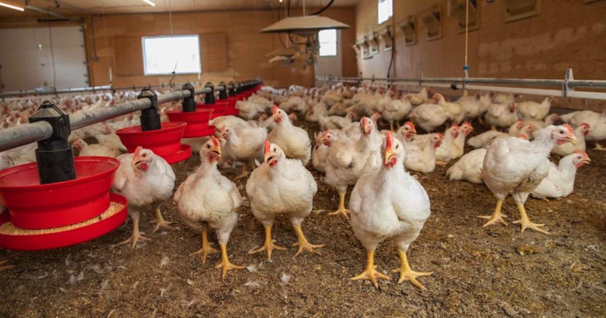 The resurgence of bird flu