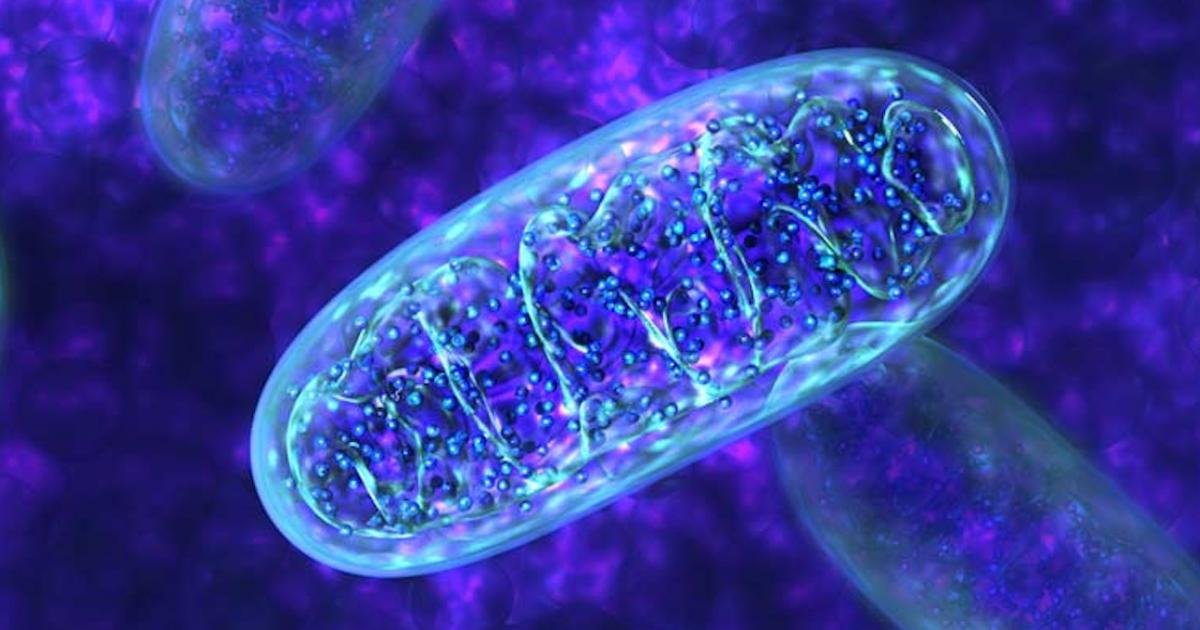 Mitochondria: the origins of a mysterious link