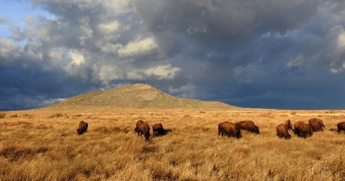 Les grands mammifères au secours de la biodiversité