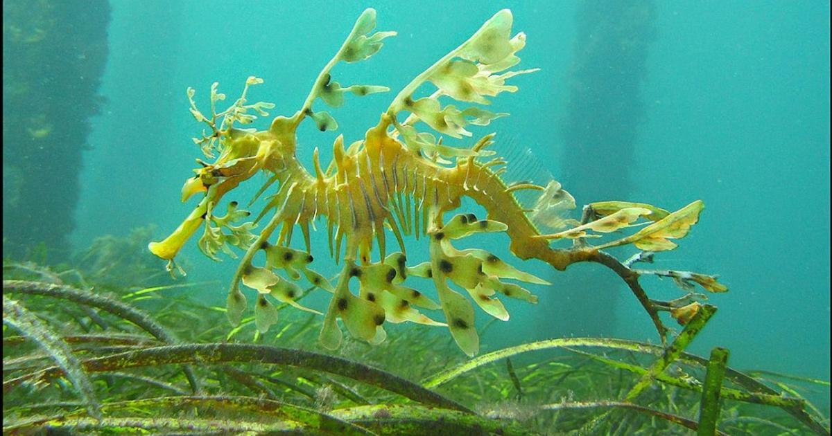 The strange genetic evolution of a sea dragon