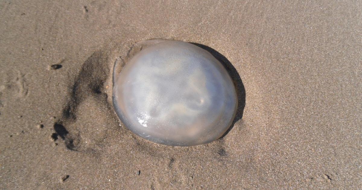 Should you urinate on a jellyfish sting?  forged