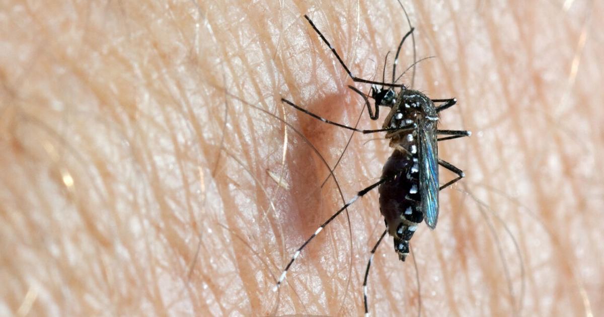 Fighting a disease infectious with genetically modified mosquitoes?
