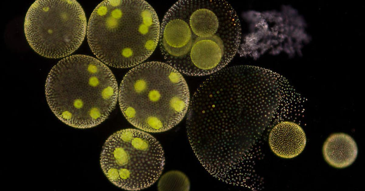 How do we envision the transition from unicellular to multicellular organisms during evolution?
