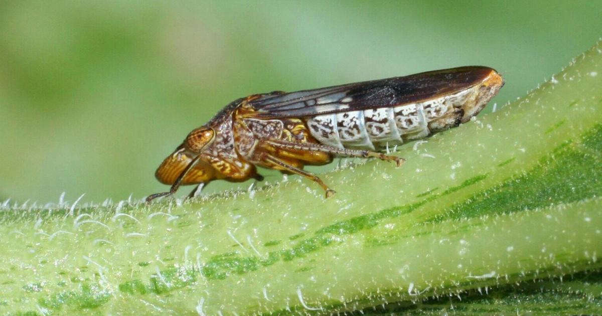 Una mosca che fa pipì è più veloce della sua ombra