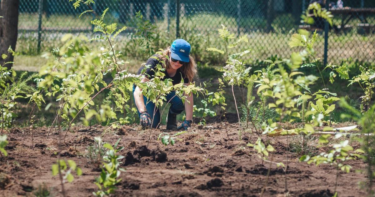 Los beneficios de los microbosques urbanos