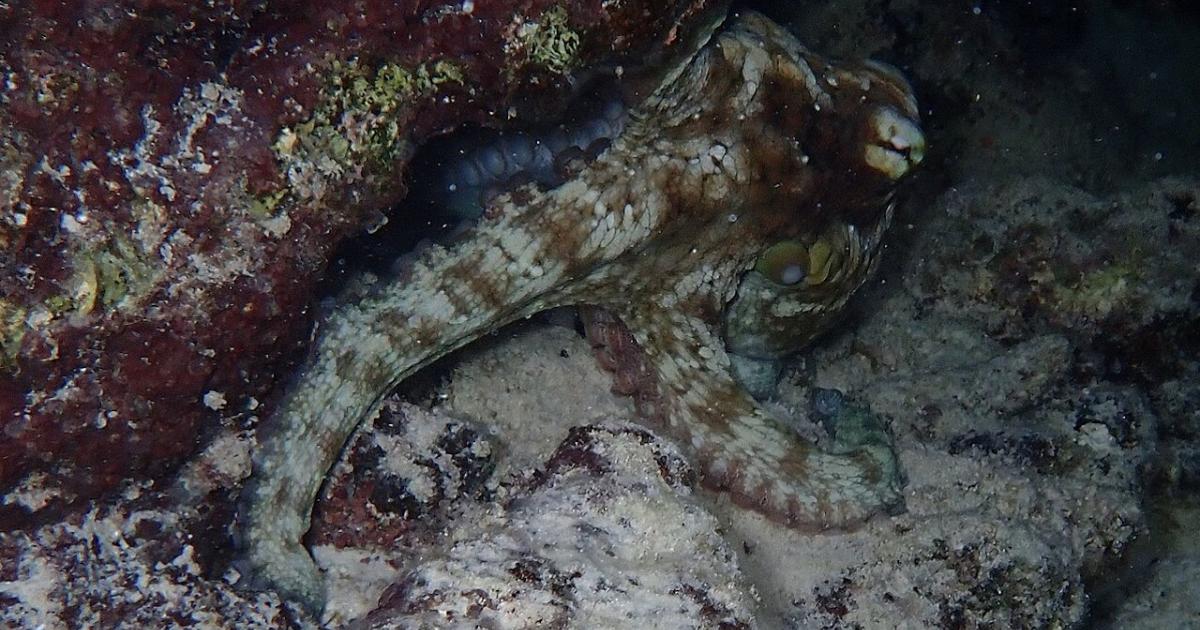 Do octopuses dream of predators?