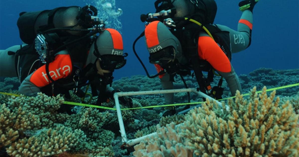 L’inaspettata biodiversità delle barriere coralline