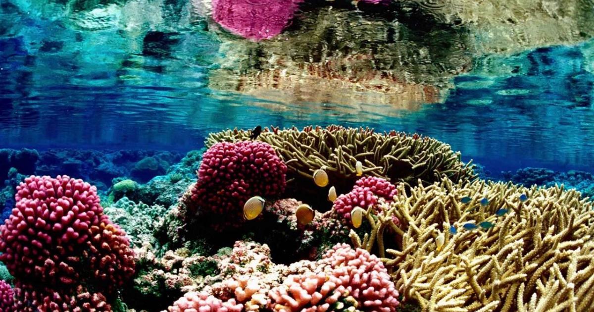 Sunscreen harms coral reefs?  Uncertain