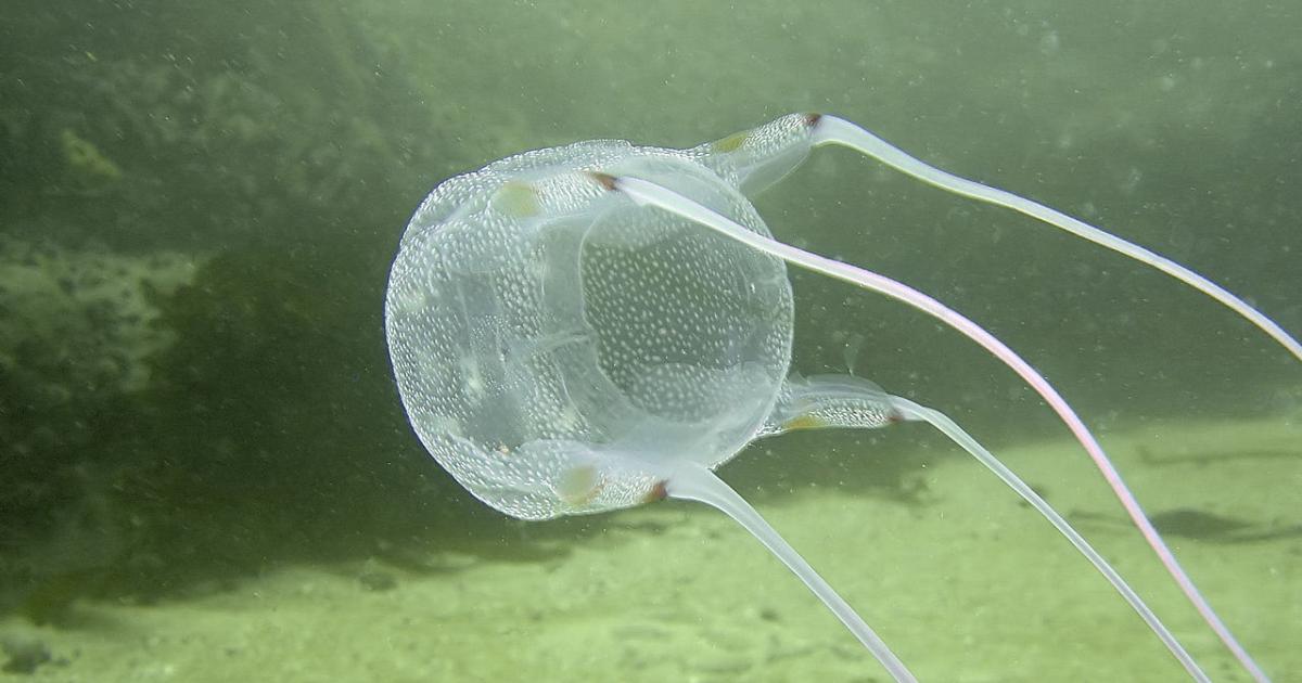 Jellyfish brain