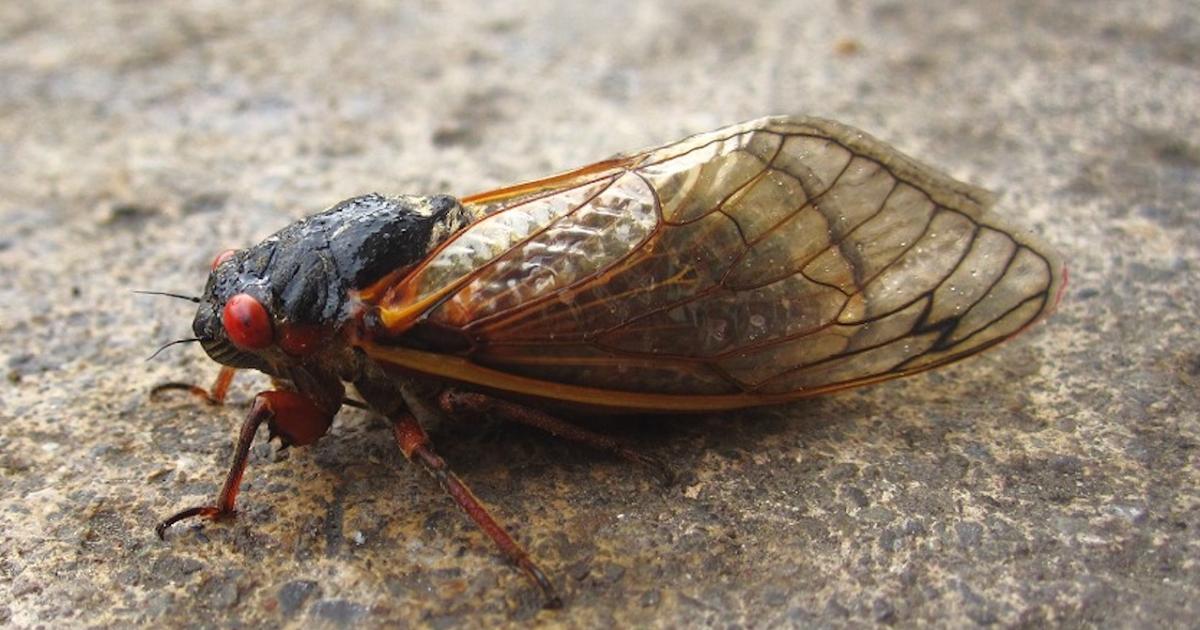 When billions of cicadas pee
