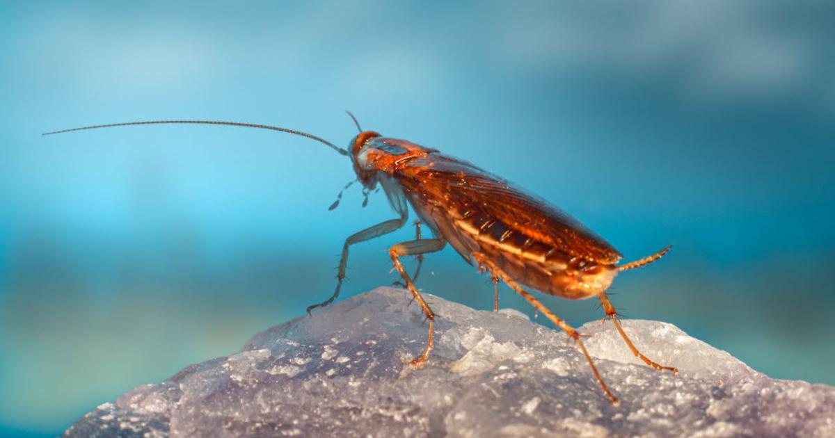 How cockroaches took over the world