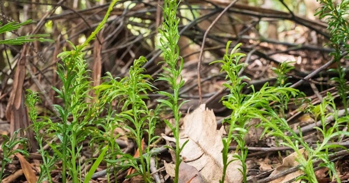 The longest genome in the world: the record has been broken The longest genome in the world: the record has been broken
