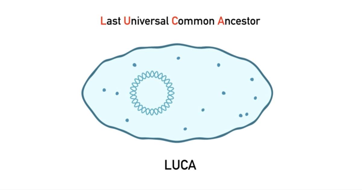Search for the most recent common ancestor