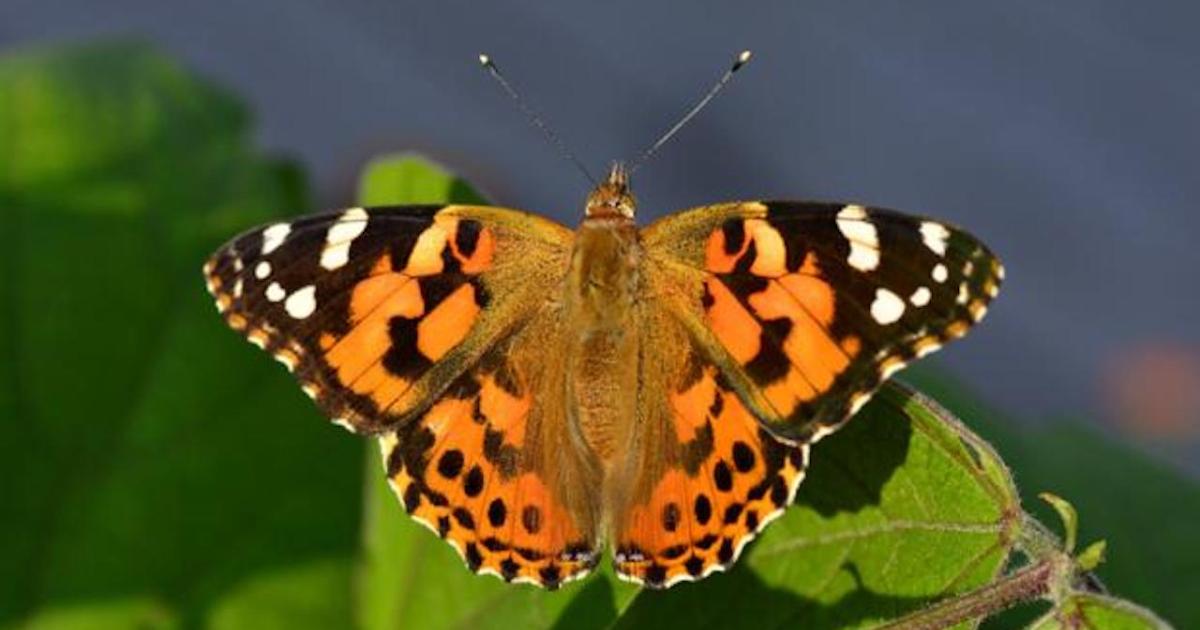 The Amazing Journey of the Belle Dame Butterflies
