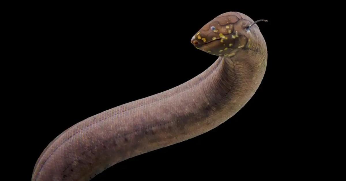 The world's largest genome (so far) The world's largest genome (so far)