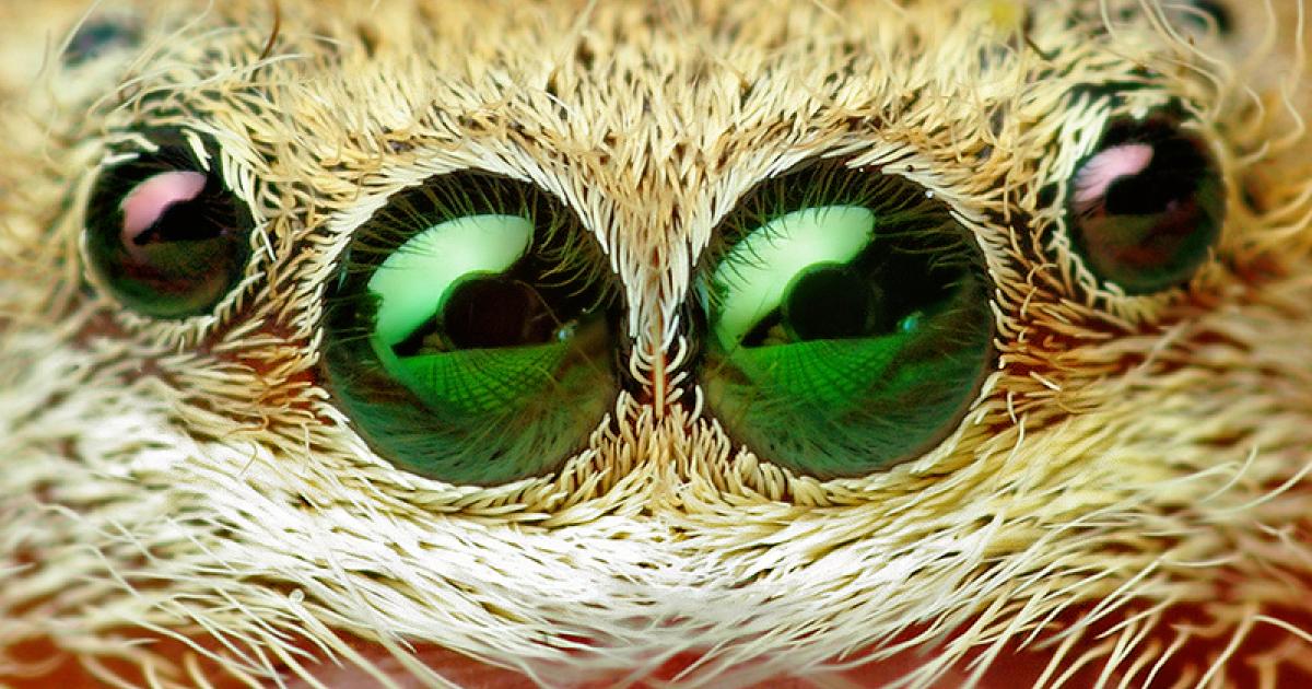 Par quel chemin évolutif sont apparus les yeux des premiers organismes ...