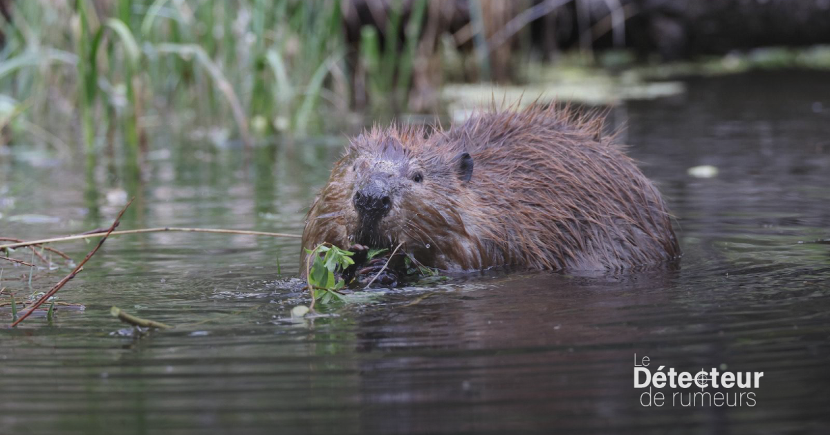 Des sécrétions anales de castor pour remplacer la vanille? Faux