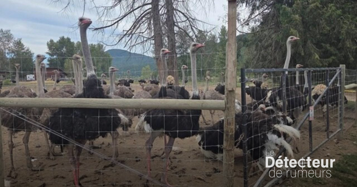 Des autruches canadiennes défendues par des groupes conspirationnistes? Vrai