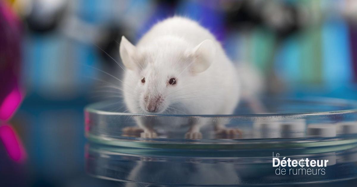 Vérification éclair : un remède contre le cancer du pancréas ? Pas tout à fait