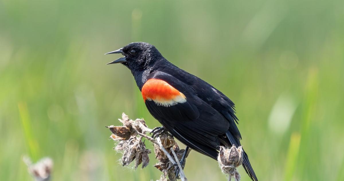La contribution de l’agriculture intensive au déclin des oiseaux