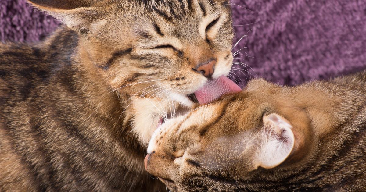 Votre chat est-il passif-agressif? Ce geste pourrait le trahir