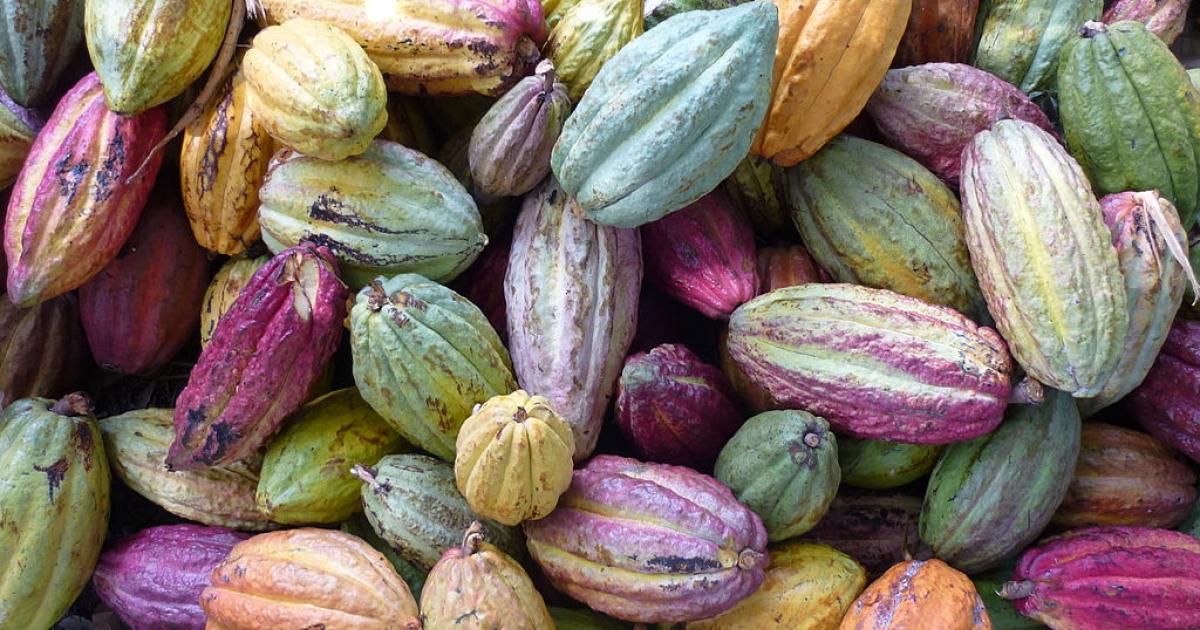 Chocol’ ah ! | Agence Science-Presse